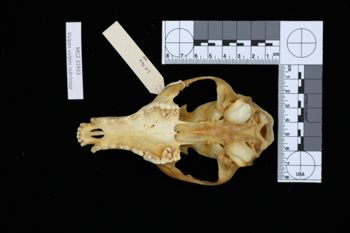 Media type: image;   Mammalogy 31933 Description: Image of skeleton specimen - ventral view. ventral view of skull.;